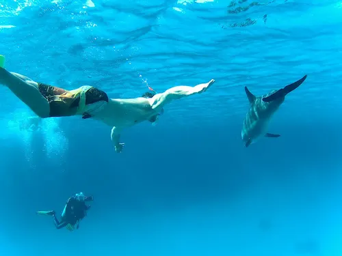 SPEED BOAT DOLPHIN HOUSE Hurghada – Wild Dolphins Red Sea