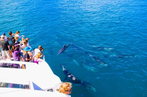 SPEED BOAT DOLPHIN HOUSE – Private Speedboat