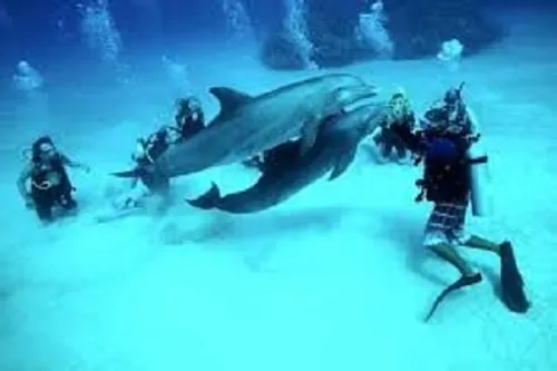 SPEED BOAT DOLPHIN HOUSE – Red Sea Adventure