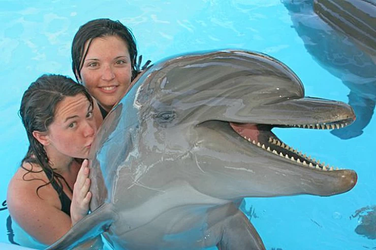Swim with Wild Dolphins Hurghada – Horus Speed Boat
