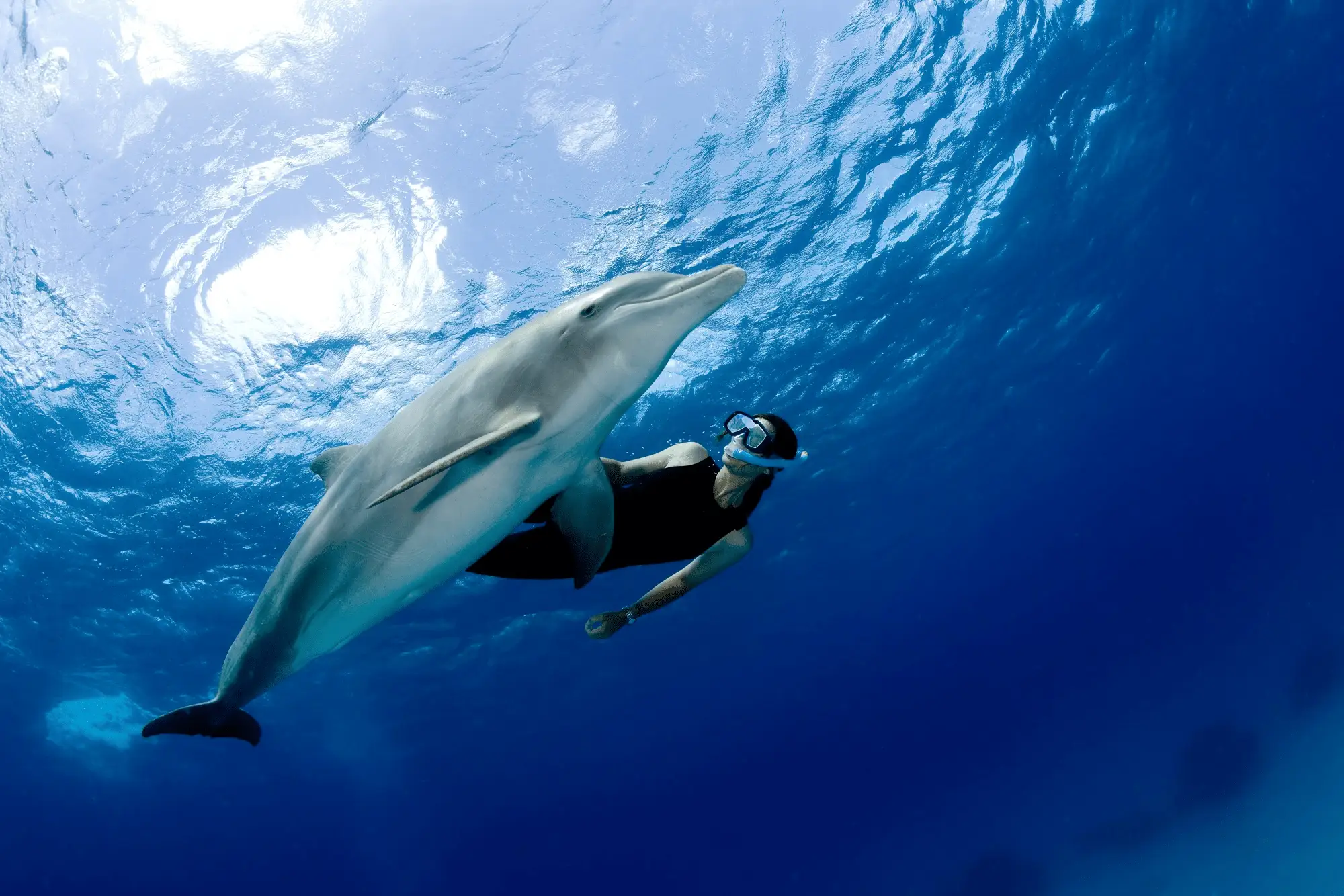 Dolphin Watching Hurghada – Speed Boat Experience