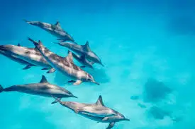 Snorkeling Coral Reef Hurghada – Horus Speed Boat